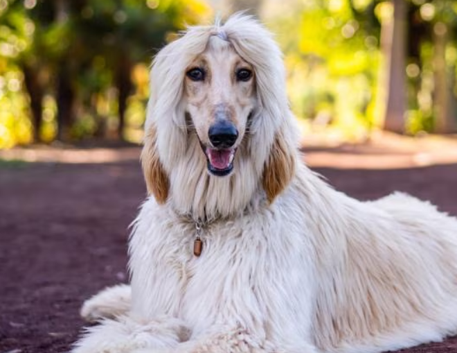 Afghan Dog Age Calculator