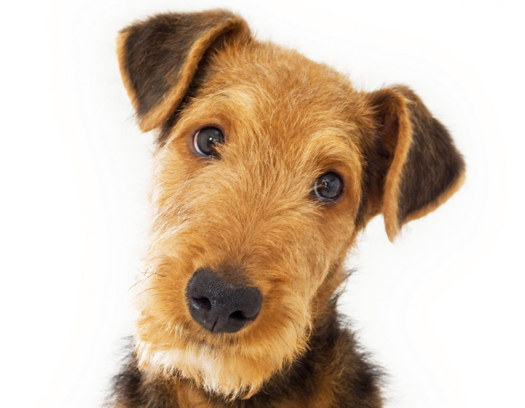 Airedale-Terrier Dog Age Calculator