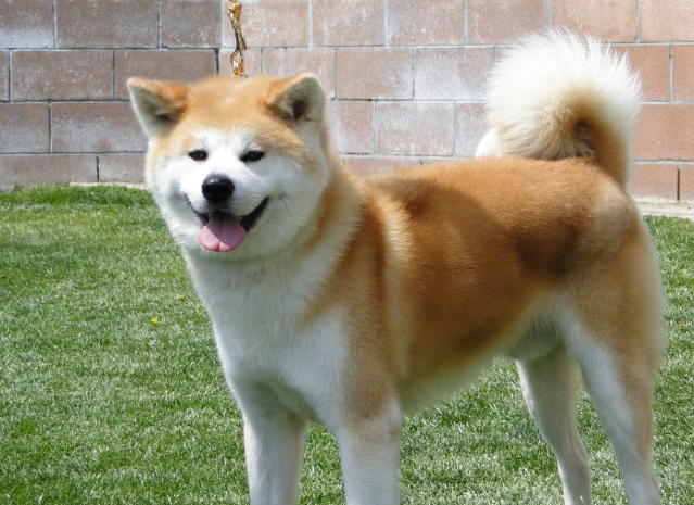 Akita Dog Age Calculator