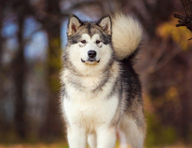 Alaskan Malamute Dog Age Calculator