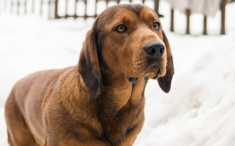 Alpine Dachsbracke Dog Age Calculator