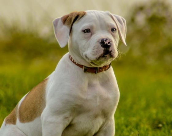 American Bulldog Age Calculator