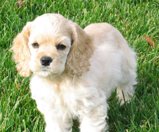 American Cocker Spaniel Dog Age Calculator