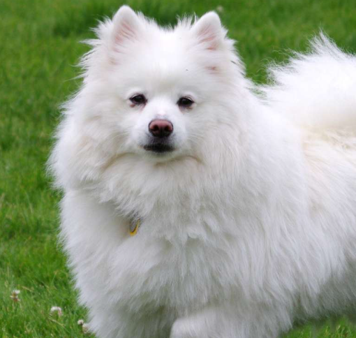 American Eskimo Dog Age Calculator