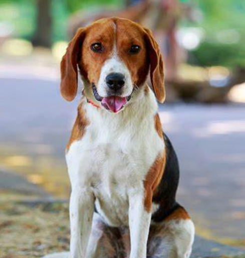 American Foxhound Dog Age Calculator