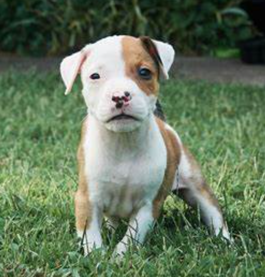 American Pitbull Terrier Dog Age Calculator