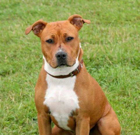 American Staffordshire Terrier Dog Age Calculator