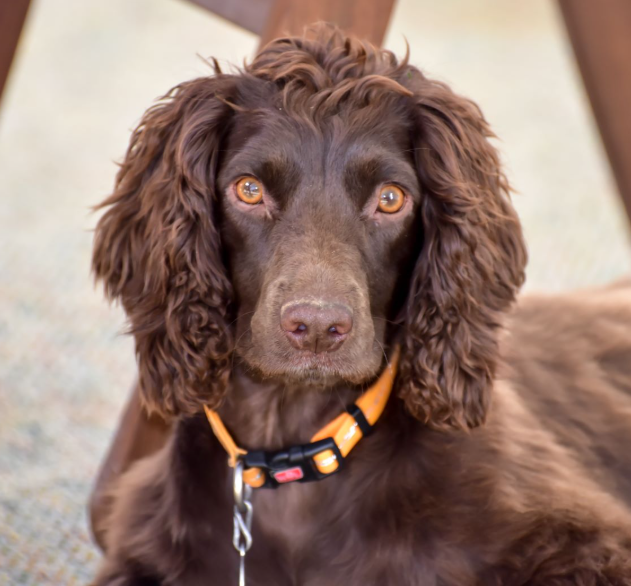 American Water Spaniel Dog Age Calculator