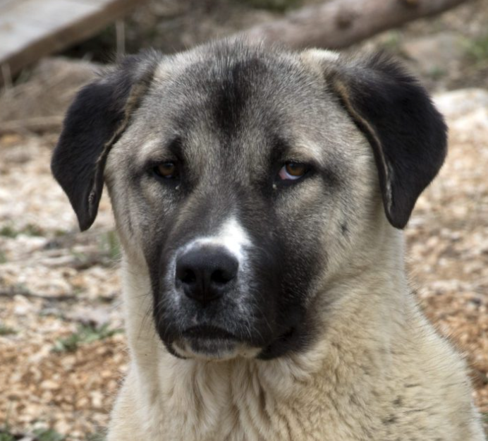 Anatolian Shepherd Dog Age Calculator