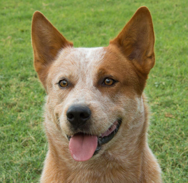 Australian Cattle Dog Age Calculator